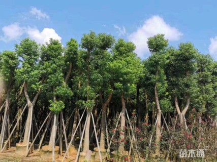 15公分香樟