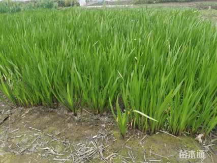 高度30厘米水菖蒲