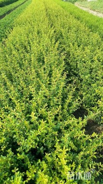 高度40厘米火棘