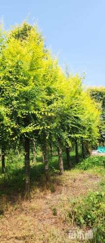 20公分榆树