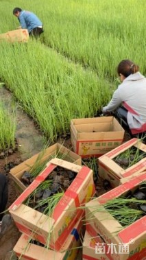 高度20厘米香蒲