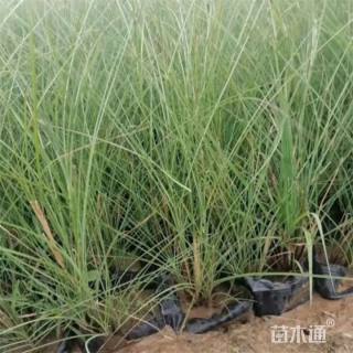 高度30厘米晨光芒