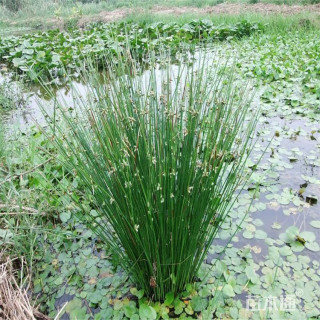 高度45厘米花叶水葱