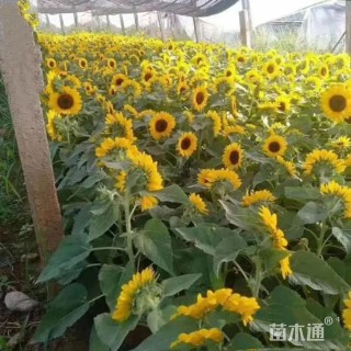 高度26厘米向日葵