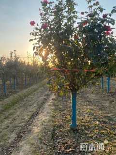 10公分树状月季