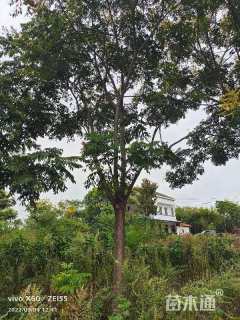 20公分黄山栾树