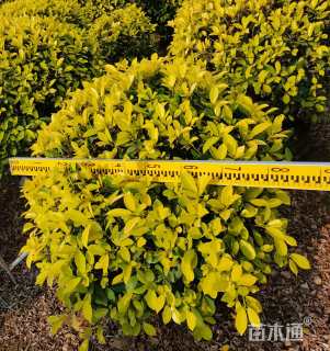 冠幅80厘米黄榕球