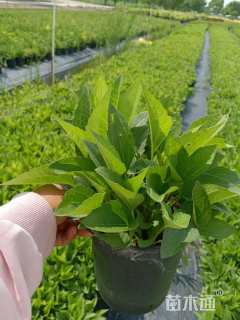 高度30厘米金光菊