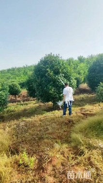 12公分红叶石楠