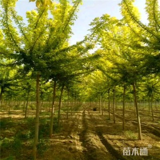 6公分金叶复叶槭