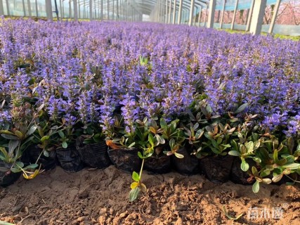 高度8厘米筋骨草