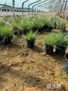 高度25厘米坡地毛冠草