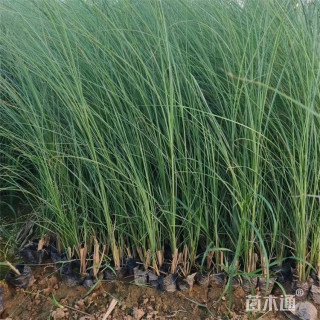 高度60厘米细叶芒