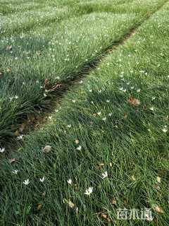 高度15厘米葱兰