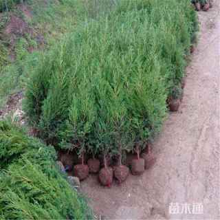 高度120厘米北京桧