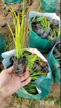 高度30厘米水生鸢尾