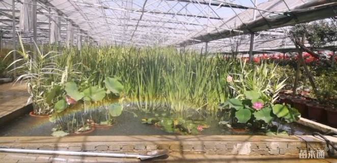 高度40厘米千屈菜