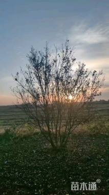 高度300厘米丛生紫薇