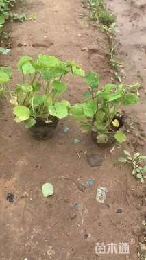 高度20厘米二月兰