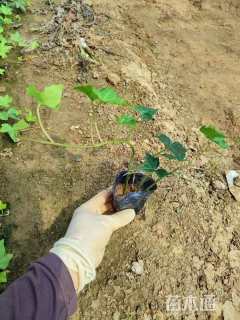 30厘米洋常春藤