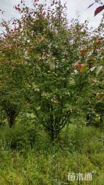 10公分红宝石海棠