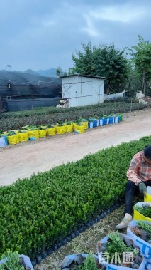 高度25厘米瓜子黄杨小苗