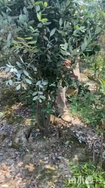 高度150厘米菲油果