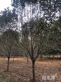 13公分绚丽海棠