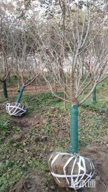 高度250厘米阳光樱