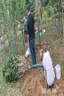 高度250厘米丁香