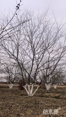 30公分丛生朴树