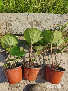 高度25厘米大吴凤草