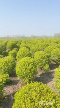 冠幅120厘米金冠女贞球