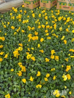 高度9厘米三色堇