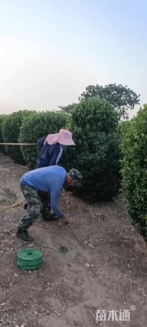 冠幅190厘米大叶黄杨球