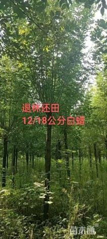 18公分白蜡