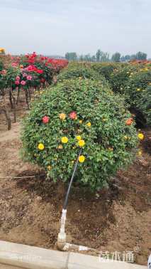 冠幅80厘米月季花球
