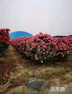 冠幅60厘米月季花球