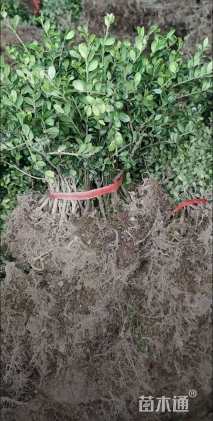 高度30厘米龟甲冬青