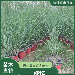 高度60厘米细叶芒