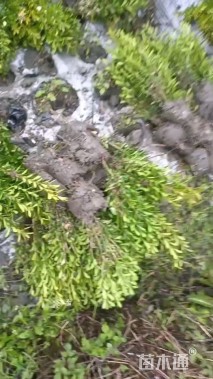 高度30厘米雀舌黄杨