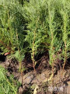 高度20厘米侧柏小苗