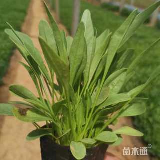 高度10厘米金鸡菊