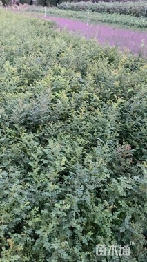 高度40厘米黄刺玫