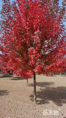 8公分美国红枫-红冠