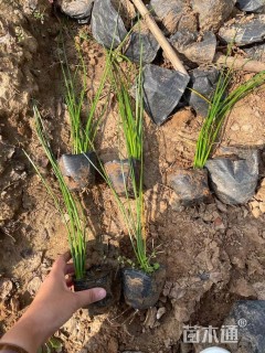 高度15厘米白花葱兰