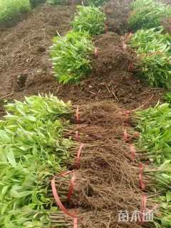 高度10厘米连翘小苗