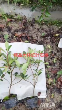 0.1公分红叶石楠