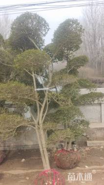 高度250厘米小叶女贞