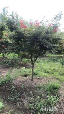 5公分红枫